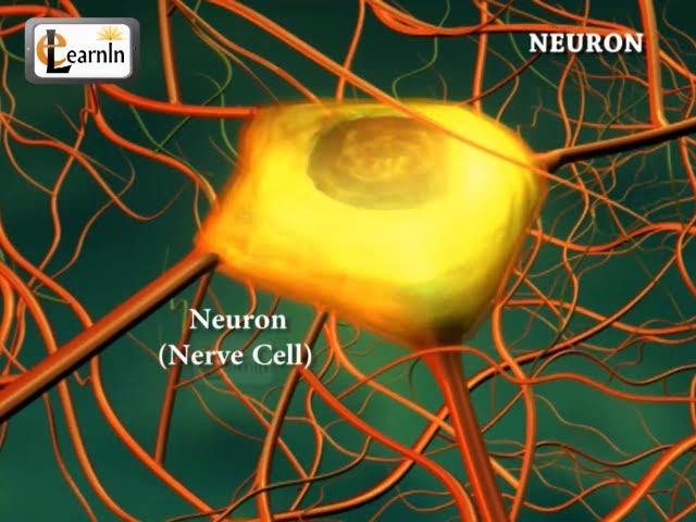 Neurons or nerve cells - Structure function and types of neurons | Human Anatomy | 3D Biology