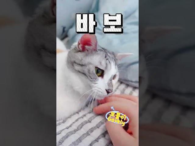 고양이 귀끝에 “똑띠털” 있으면 똑띠냥?!!Do your cat have “Smart hair” end of the ear?!! #shorts