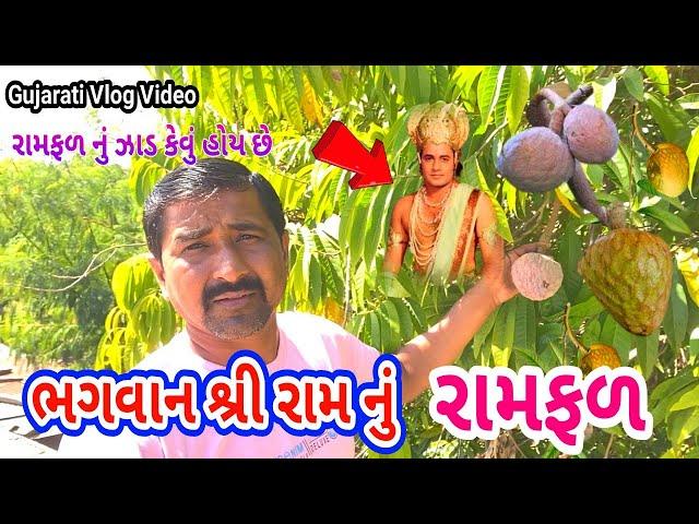 Bhagvan Shri Ram Nu Ramfal // રામફળ ઝાડ / Gujarati Vlog Video // Village life