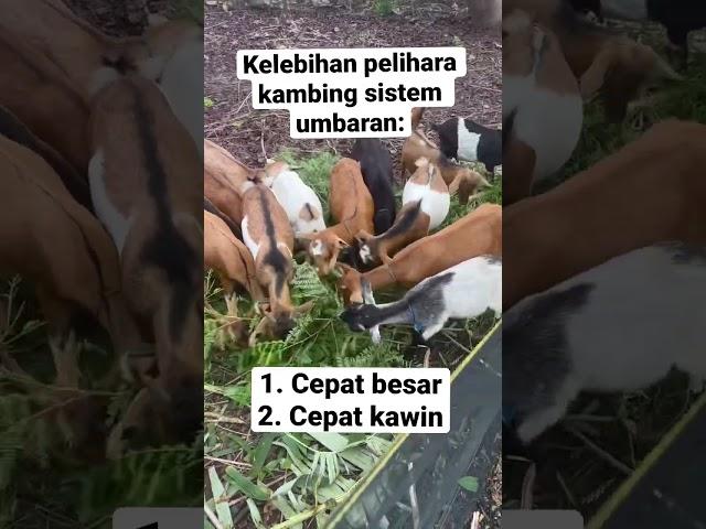 Kelebihan kandang kambing sistem umbaran