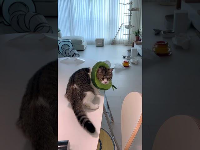 이쁜이는 뒤를 돌아봅니다 오버 치명적인 뒤태 #귀여운 #고양이 #아기고양이 #브리티쉬 #숏헤어 #kitten#cat #catlover#cutecat