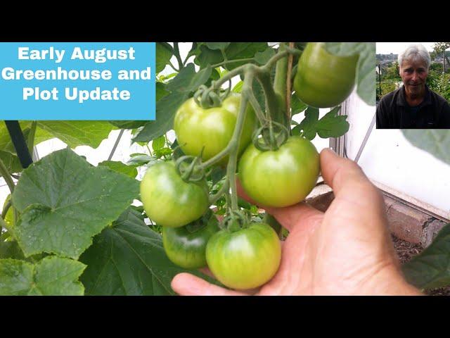 Early August greenhouse and Plot update| Heritage Tomatoes| Crimson Crush| vegetable growing in UK|