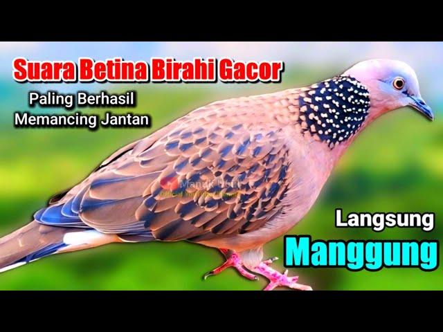 TEKUKUR BETINA MEMANGGIL JANTAN - suara PALING BERHASIL memancing tekukur jantan langsung MANGGUNG