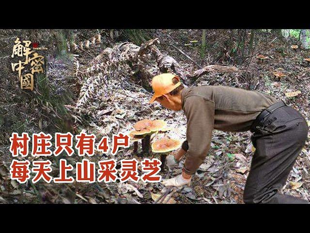 There are only four families, and the villagers pick ganoderma every day.