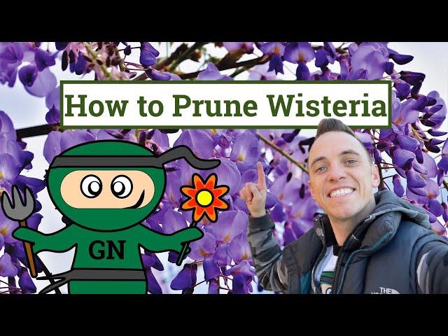 How to prune a wisteria: Ultimate beginner winter & summer wisteria pruning guide