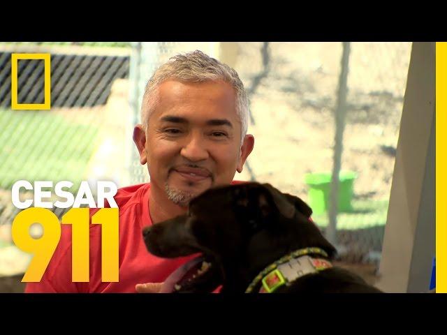 Fear of Loud Noises | Cesar 911