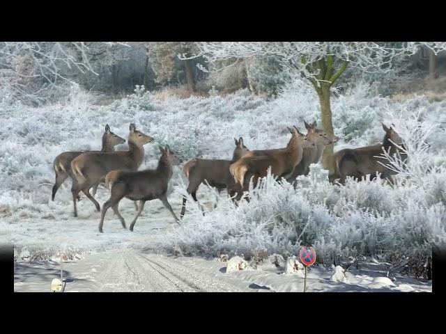 Hansi Hinterseer-Glockenklang aus der Ferne #winterland  #Weihnachtszeit 3/20 YT-83-