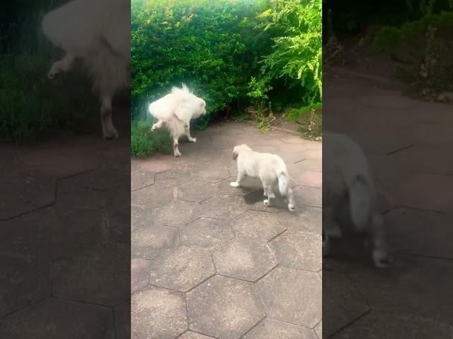 Kasper and Kira take two , @Mark Giles #caucasianovcharka #dogtraining #puppy #intergration