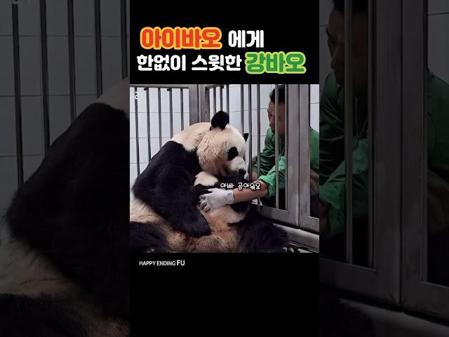 친정아빠보다 더 챙기는 강바오님ㅠㅠ넘 서윗행 #강바오 #아이바오 #푸바오 #루이바오 #후이바오 #aibao #fubao #ruibao #huibao #panda #해피엔딩푸