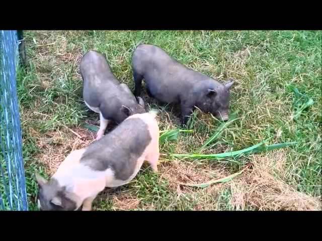 The Three Happy Little Pigs