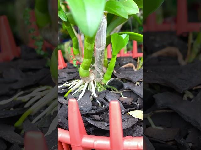 Trồng lan bằng than cần lưu ý những điều này #meovat #orchid #hoalandep #combo8