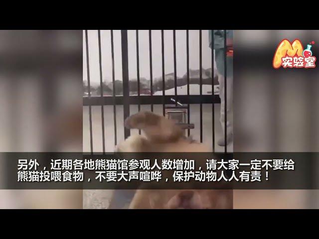 一方水土养一方熊猫！饲养员用陕西话喊“七仔回家” 它立刻起身