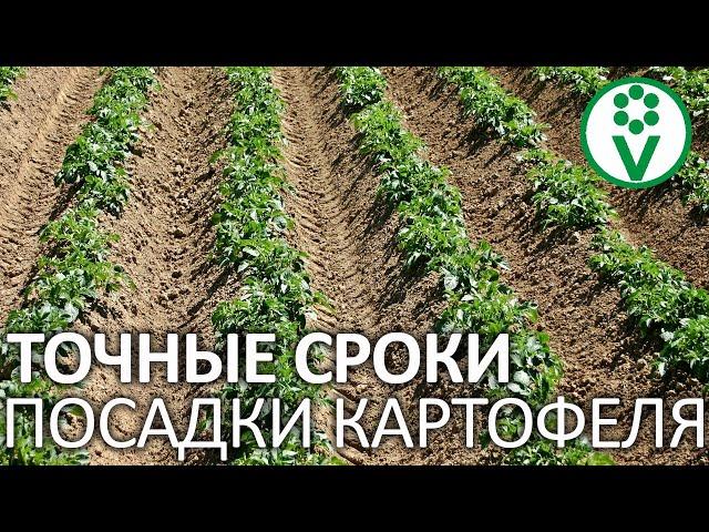 ВОТ КОГДА НУЖНО САЖАТЬ КАРТОФЕЛЬ! Точные сроки посадки картофеля