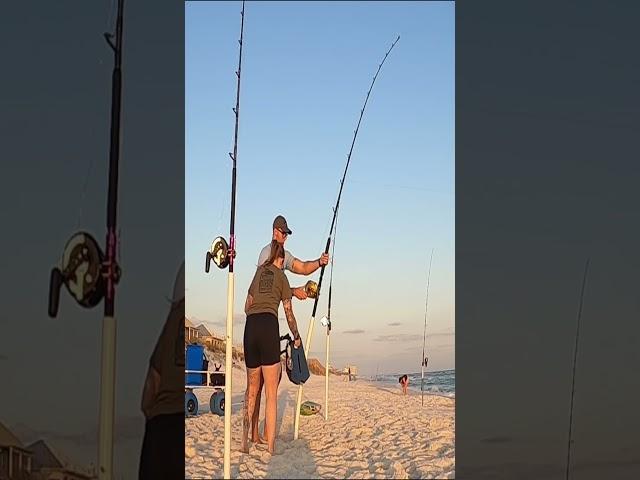 Catching Shark on Beach Draws a Crowd! #Florida #floridalife #shark #floridawildlife #saltwater