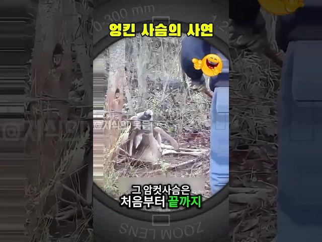 작은 숲에서 사랑을 나누던 야생사슴, 결국 뿔이 엉켜버렸다 #야생동물 #동물구조