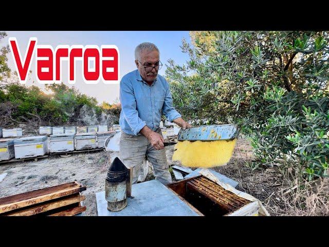 Varroa Mücadelesi Devam Ediyor ! Arıcılık Videoları