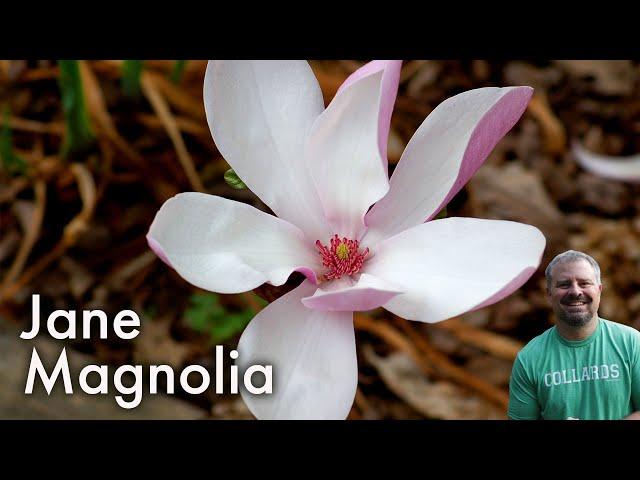 Magnolia 'Jane' - Jane Deciduous Magnolia