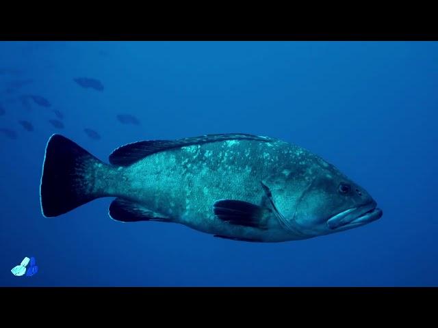 Capo Milazzo, Ustica, Plemmirio...alcune aree marine protette della Sicilia