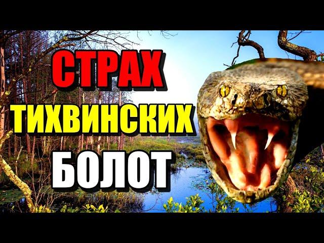 СТРАХ ТИХВИНСКИХ БОЛОТ!!! Страшные болота России!!! #болото