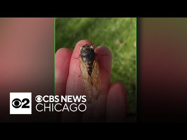 Another blue-eyed cicada found in Chicago's western suburbs