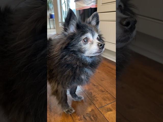 Cheese Tax - Original  (Puppy Songs) #cutedog #dogs #puppysongs
