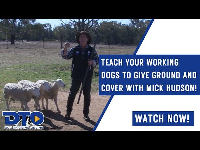 Teach Your Working Dogs To Give Ground And Cover With Mick Hudson!