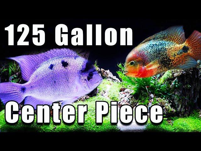 The Ultimate 125 Gallon Center Piece Fish!