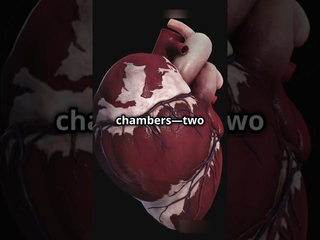 MARVELOUS HUMAN HEART  #facts #shorts