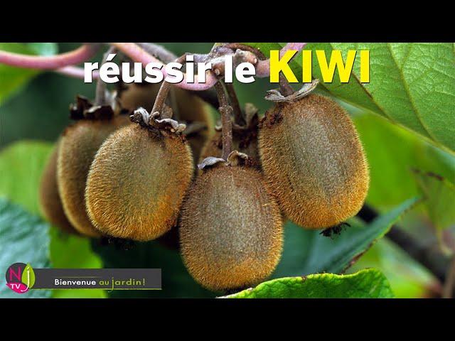 COMMENT CULTIVER LES KIWIS AVEC SUCCÈS TOUS LES BONS CONSEILS DES EXPERTS JARDINIERS DE NEWSJARDINTV