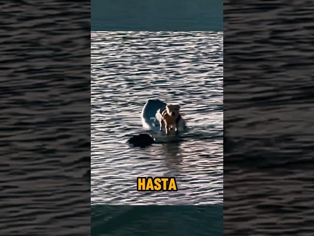 Quedó Atrapado En El Medio Del Mar #shorts #animales #curiosidades