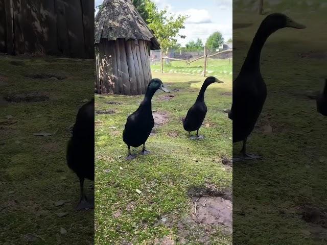 Чёрные бандиты #утки #бандана #videos #live #like