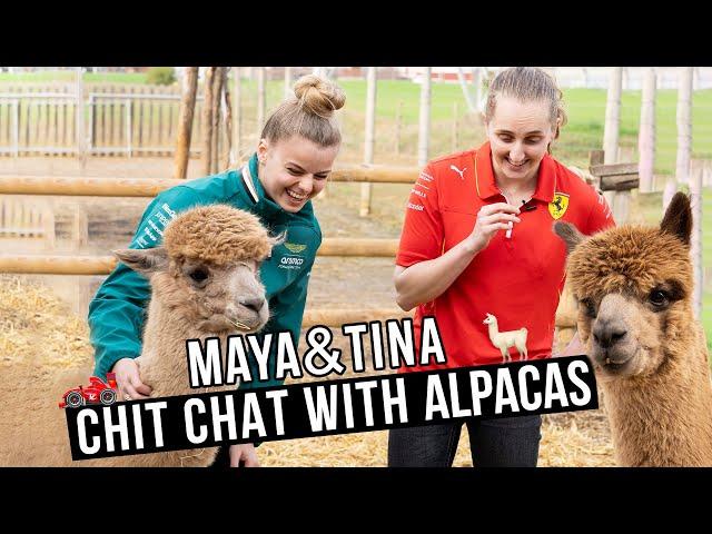 Maya & Tina: Chit chat with Alpacas