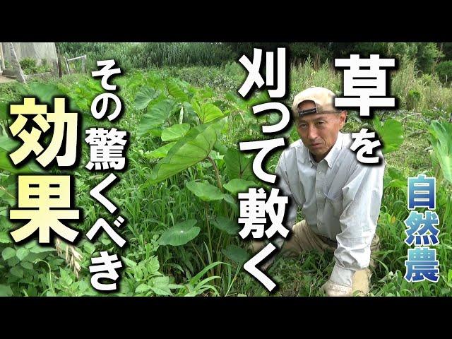 【自然農】草を刈って敷く、その驚くべき効果　2024年6月29 日【natural farming】