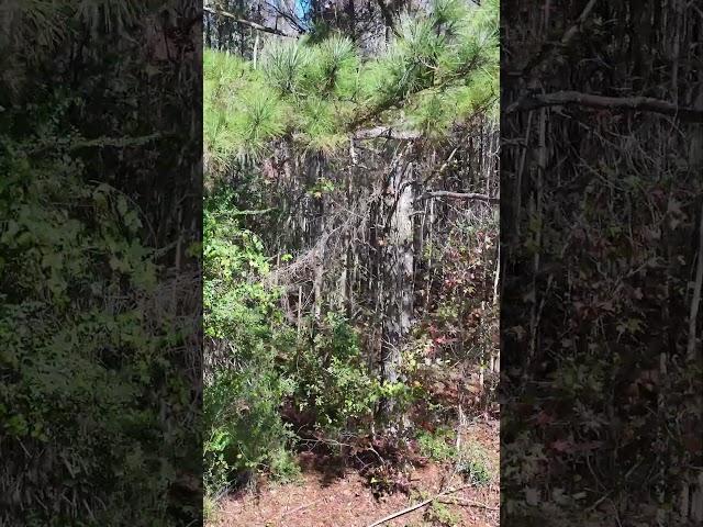 Georgia Land for Sale | | 3.08 acres | Only 20 mins from Lake Oconee | Paved Road | High & Dry