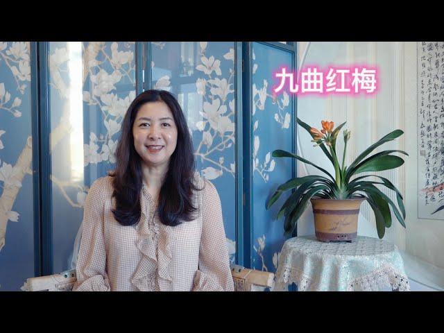 彭湃频道 九曲红梅