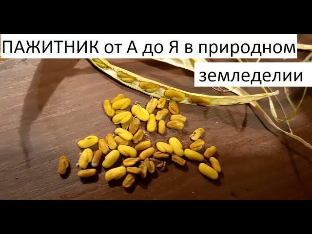 Пажитник от А до Я в природном земледелии.