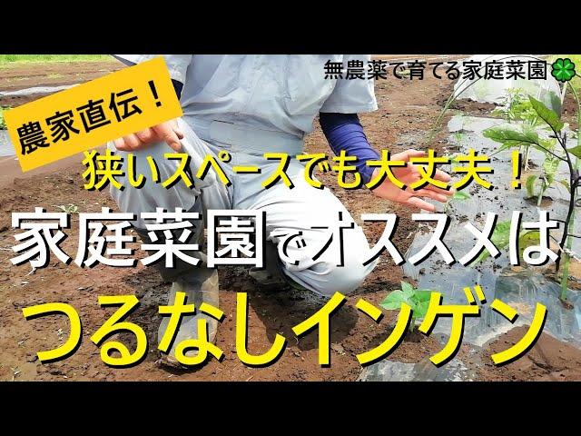 つるなしインゲン【種まき～植え方】混植で畑の有効活用！【有機農家直伝！無農薬で育てる家庭菜園】　22/6/7