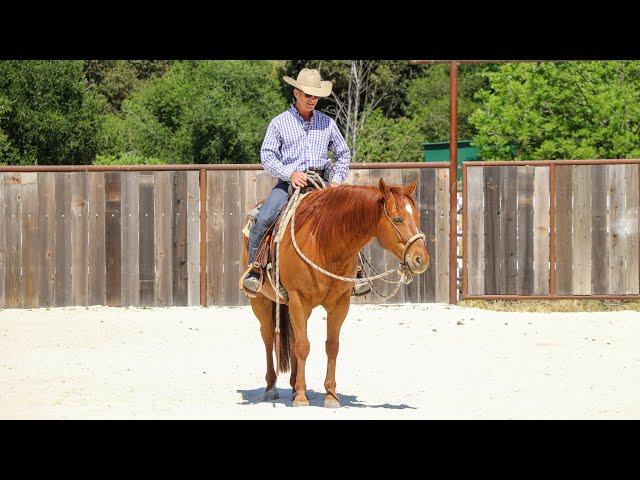 Building Your Horses Confidence in You