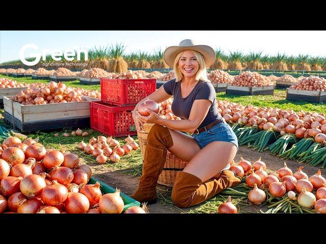 How to MILLIONS of tonts Onion Harvested & Processed | Agriculture Technology