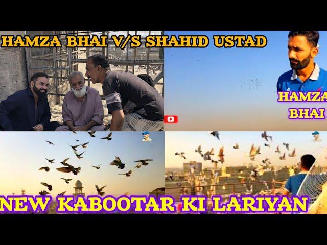 Hamza Bhai V/S Shahid Ustad | 400 NEW PIGEON ki ladaiyan | Gola kabutar ki video cages | gola pigeon