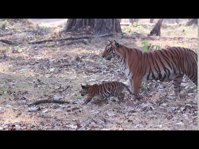 Tiger with cubs kabini