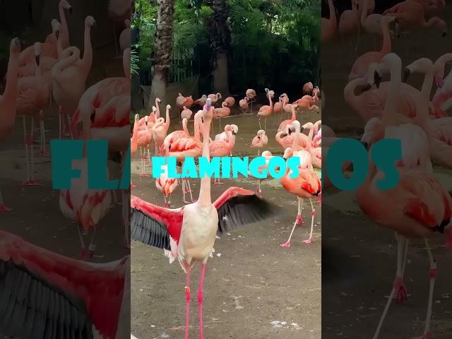 Why Flamingos and Tigers Can’t Fix Your Street Fighter Skills #shorts