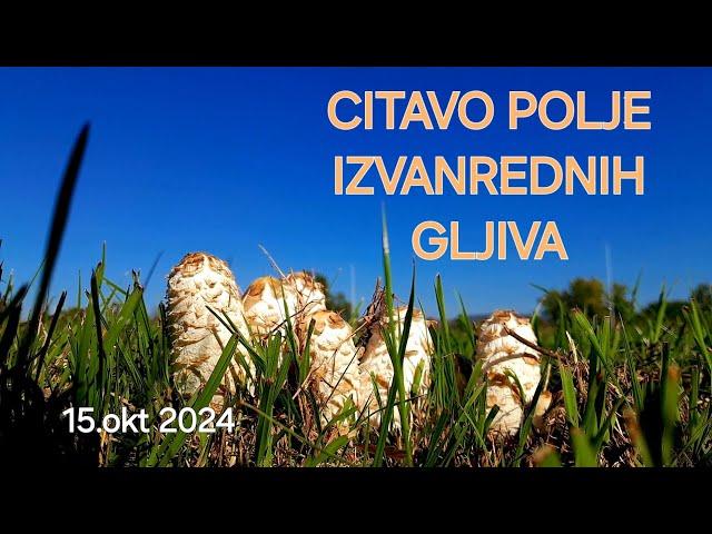 POLJE PREPUNO IZVANREDNIH GLJIVA●●IZUZETNE BUKOVACE ●●RAZORNICE●●TURKINJE●● GNOJISTARKE