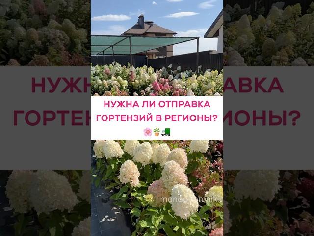 Нужна ли отправка гортензий в регионы?🪴 #гортензия #гортензияметельчатая #саженцы