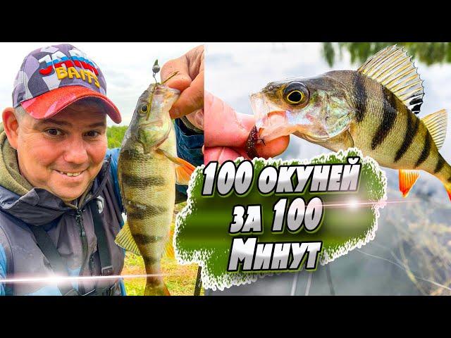 Ловля окуня на микроджиг |  Окунь в минуту