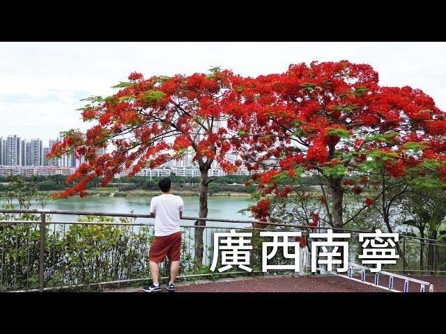 广西真的很穷吗？来南宁逛吃61元爆炒生料，看见中国最绿花园城市的真相！【阿树闯越南】EP12
