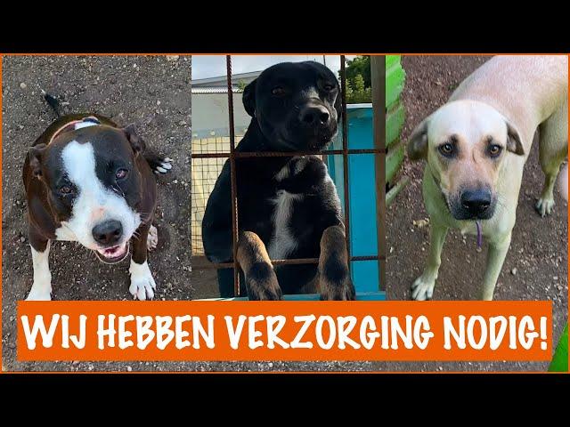 Hoe geef je 40 honden te eten? | DierenpraatTV