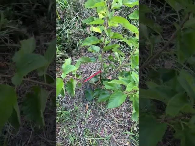 Gerardi Dwarf Mulberry Tree...How I structure my fruit trees..central Florida zone 9b 7-15-22