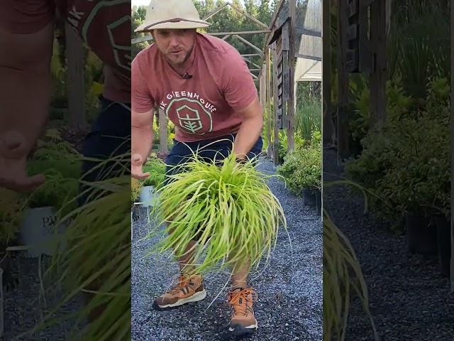 Don't underestimate the impact grasses can have on your landscape! #gardening #landscaping #garden