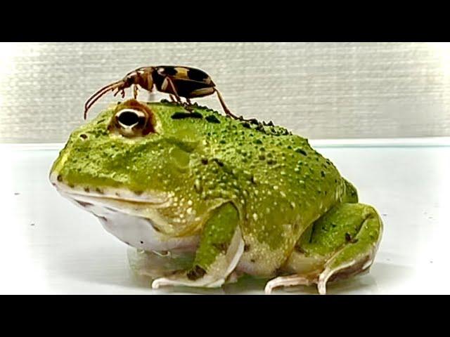 【PANIC】Green Pacman Frog ＆ Bombardier beetle